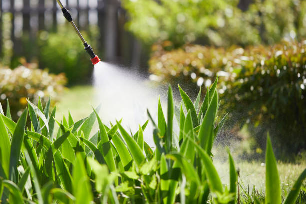 24/7 Emergency Termite Control experts in Troup, TX